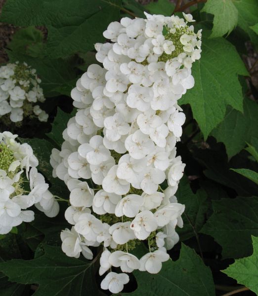 Hydrangea quercifolia 'Alice'